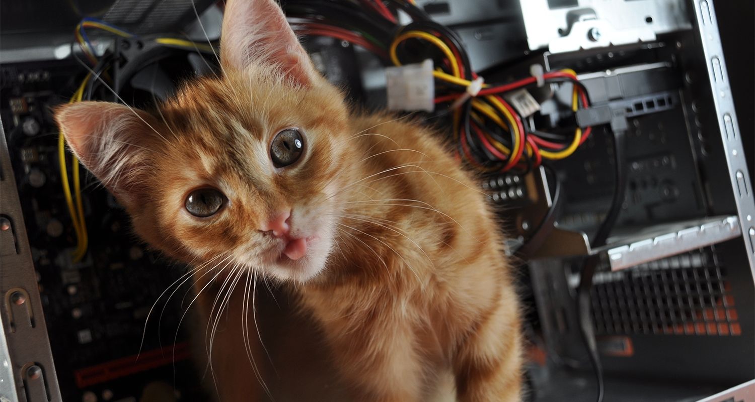Un chat se faufilant dans un ordinateur ouvert.